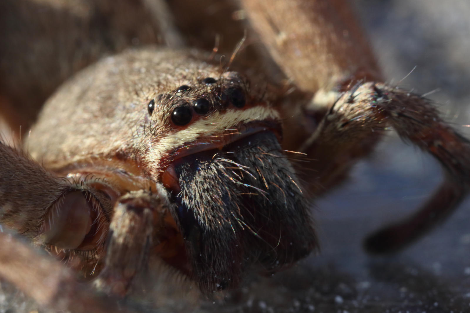 Spider Macro