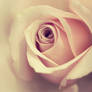 Vintage rose