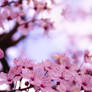 Pink cherry blossom