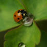 a ladybird playing