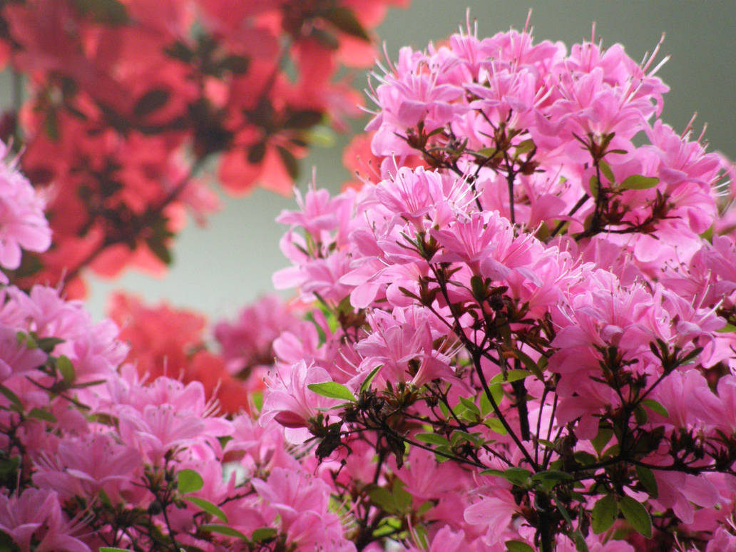 Pink spring by kaisakuris
