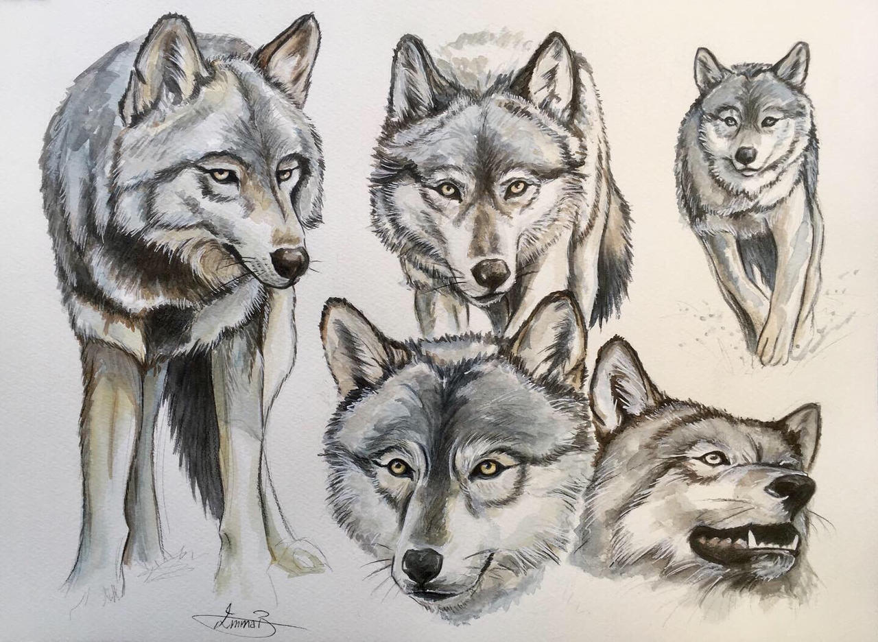 Wolves study by EmmaB-Saperlotte on DeviantArt