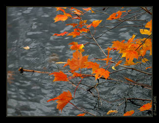 929_Last leaves