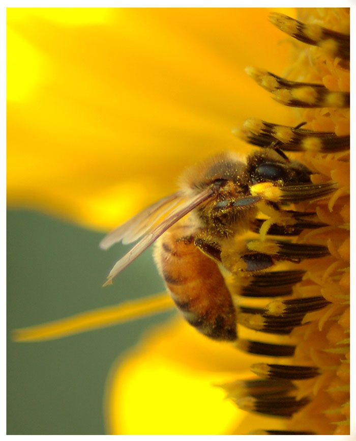 Pollen Addict
