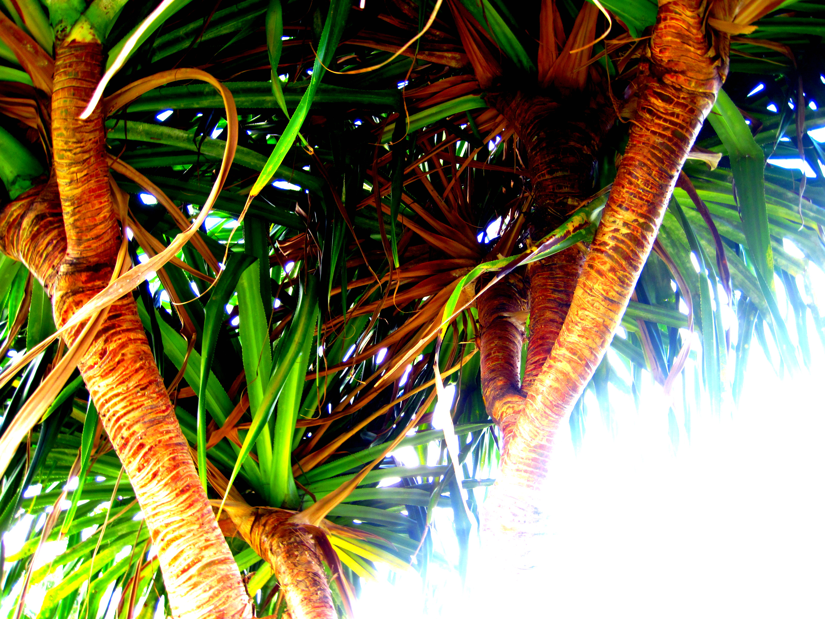 Hala Tree by hitsgymnast on DeviantArt