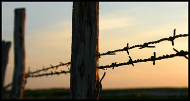 barbed sunset