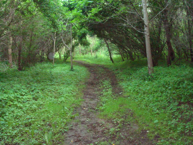 Forest Path