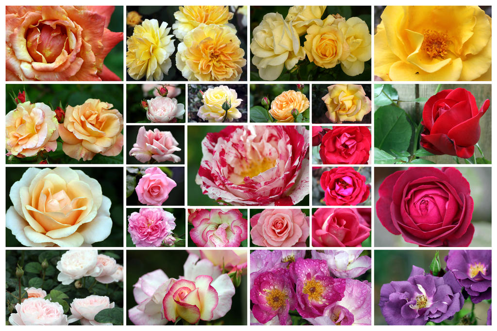English Roses Colours English Roses 1 by Yanikyle on DeviantArt