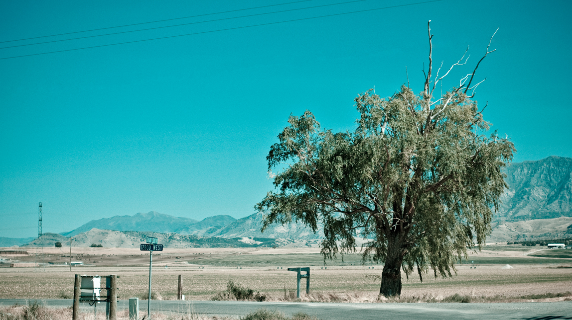 Crossroad Tree