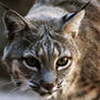 Bobcat