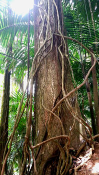 El Yunque Rainforest Tree