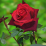 Savannah's Rose