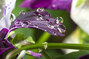 Purple Drops