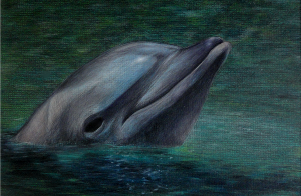 Dolphin