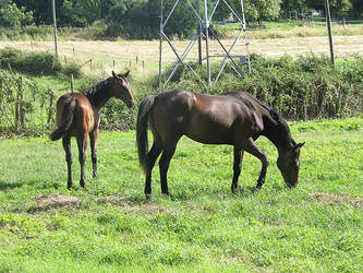 Racing ponies in France