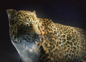 Leopard