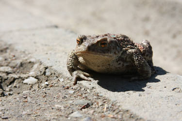 orange eyed toad