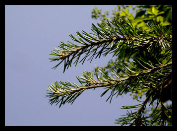 pine.