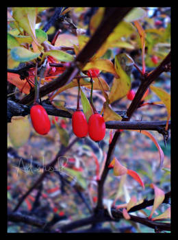 the colors of Autumn