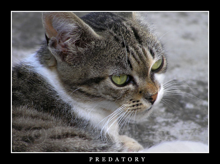 Predatory by Mystxx on DeviantArt