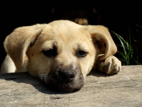 Brown Dog