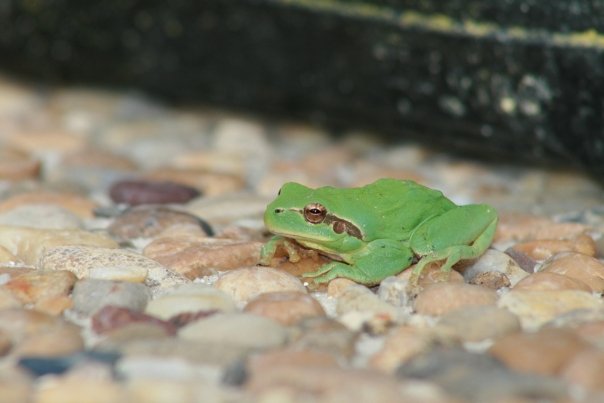 une grenouille