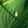 Gray Tree Frog on Leaf