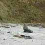 Sea Lion at Sandfly Bay