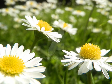 Daisies