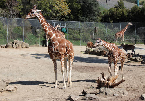 Giraffe Mom And Baby