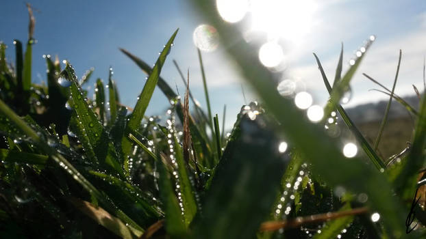 _-Water Grass-_