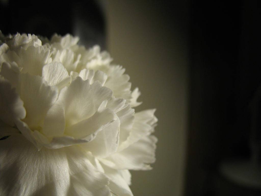 White Carnation