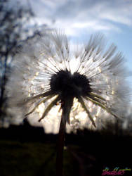 dandelion monograph