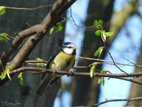 Cyanistes caeruleus