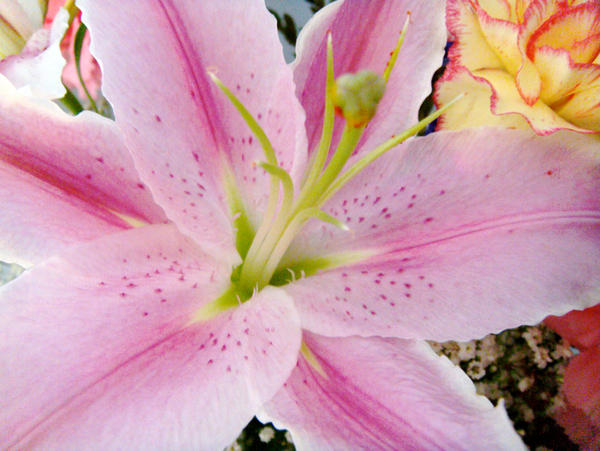 Pink Flower