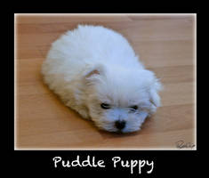 Blob of Cupcake - Puddle Puppy