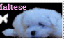 Stamp: Maltese