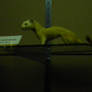 Long tailed weasel