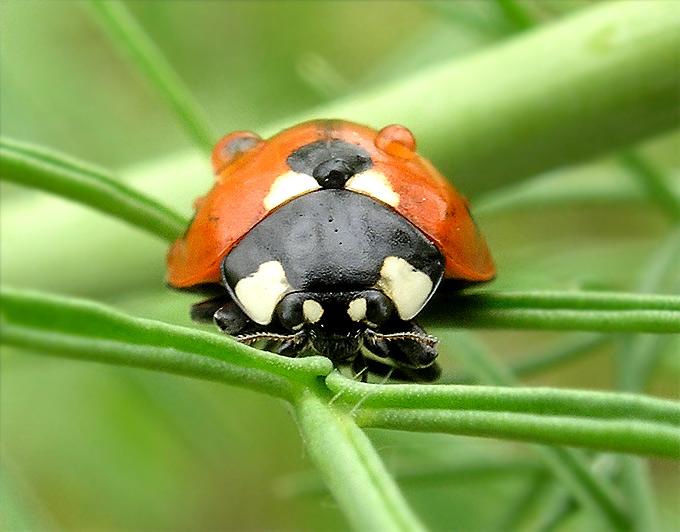 ladybird