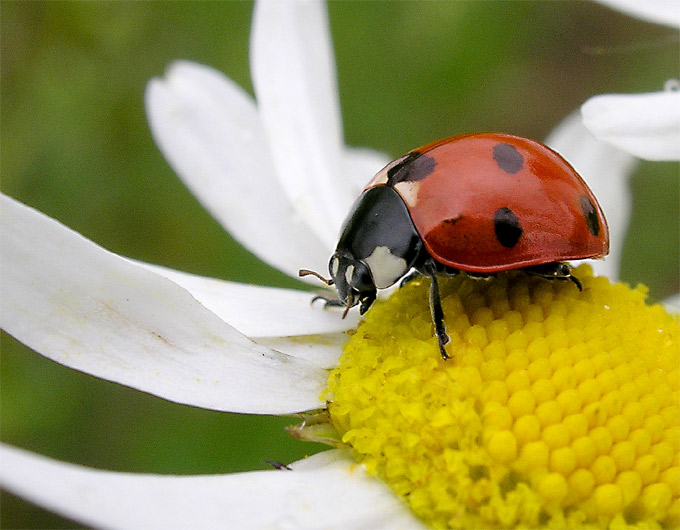 ladybird III