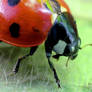 Ladybug II