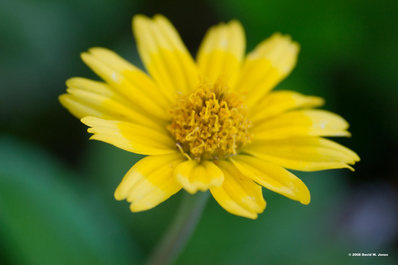 big details in small flower by Dancing-Treefrog