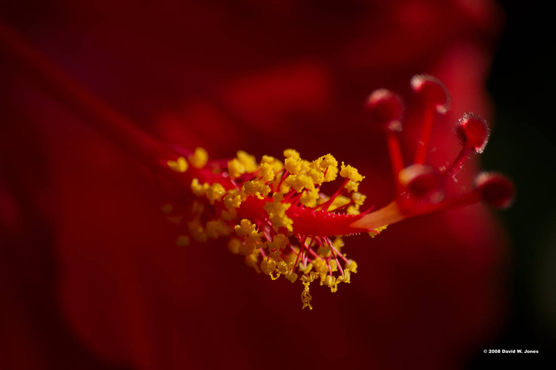 the hand of a plant wants you by Dancing-Treefrog