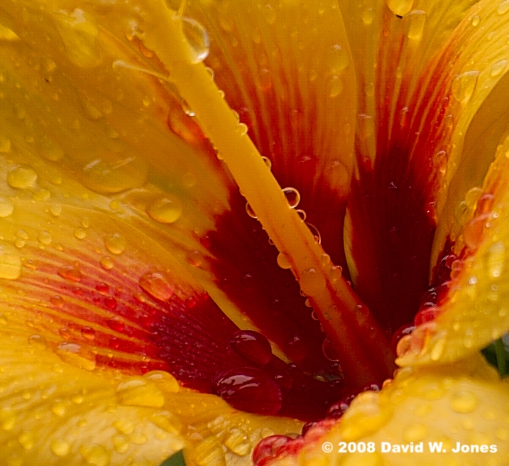 inside a flower in the rain by Dancing-Treefrog