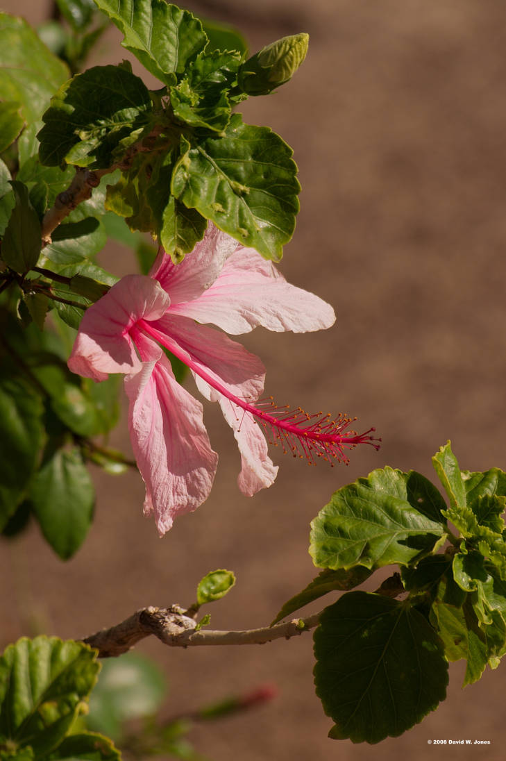 shakespearean hibiscus by Dancing-Treefrog