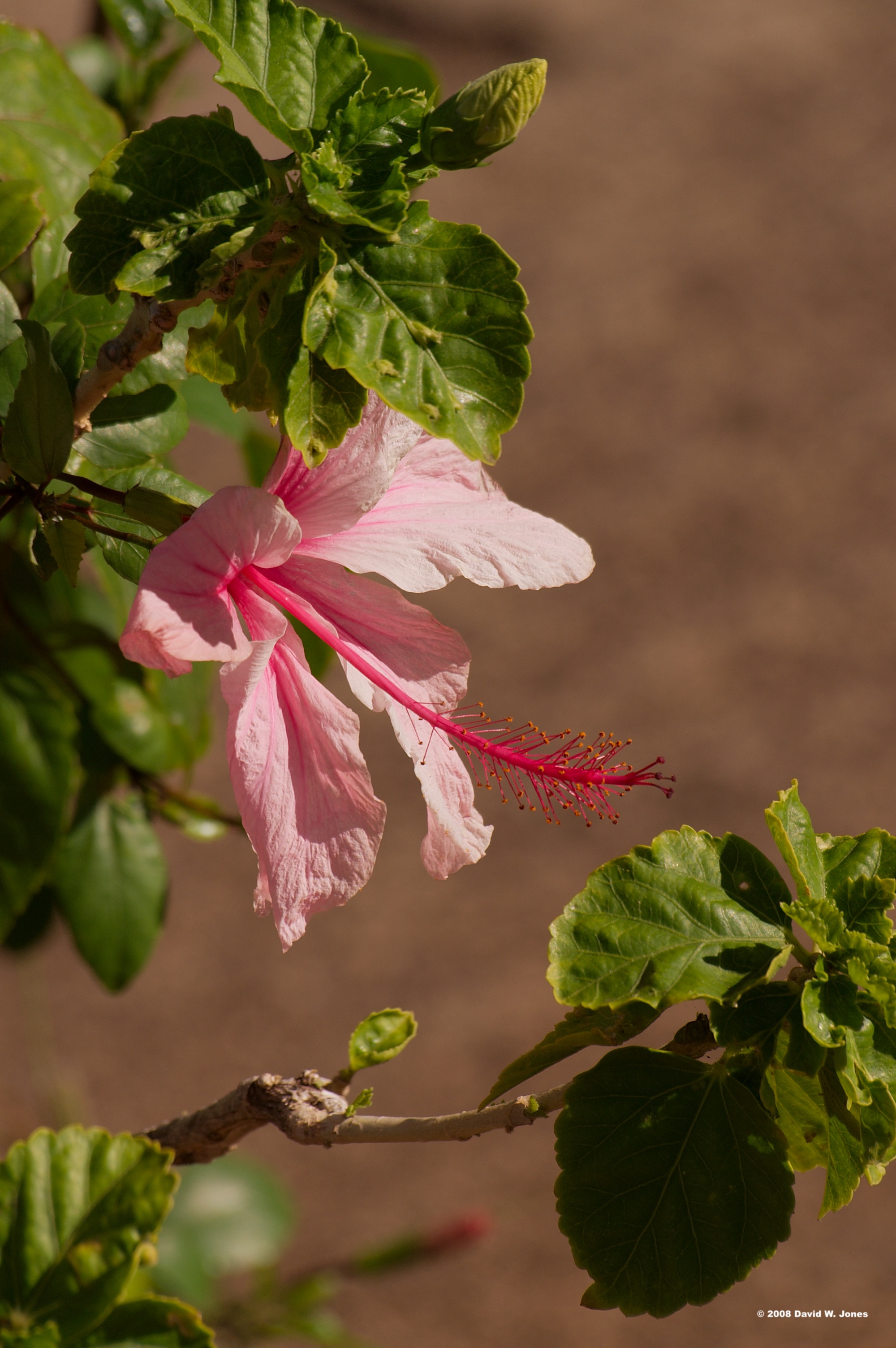shakespearean hibiscus by Dancing-Treefrog