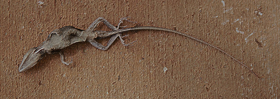 Death at my doorstep by Dancing-Treefrog