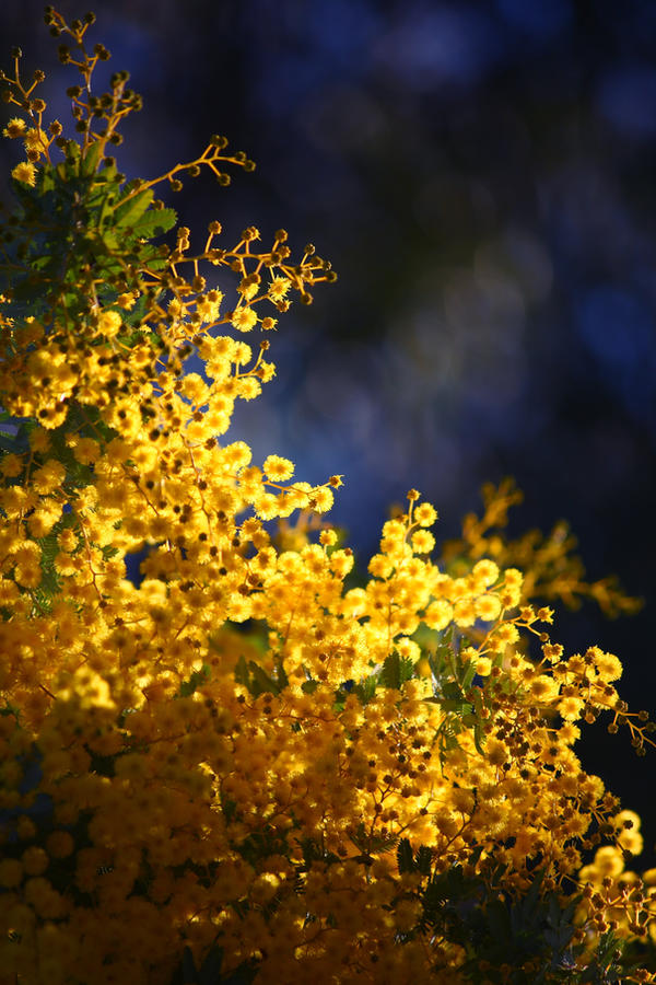 Australian Spring Drawing Australian Spring by Salt-Merchant on DeviantArt