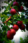 Pears by Thespianna