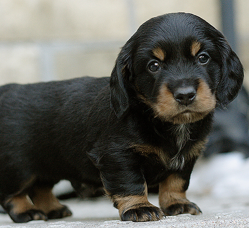 dachshund....pup